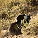 Striped skunk on Seedskadee National Wildlife Refuge
