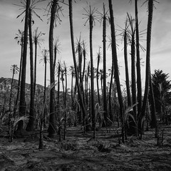 burnt palms. faria beach, ca. 2017.