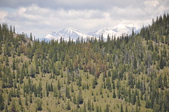 Anglų lietuvių žodynas. Žodis rocky mountain bristlecone pine reiškia rocky mountain bristlecone pušis lietuviškai.