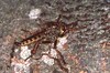 Robber Fly (Asilidae, Id ?)