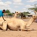 Muktar and camels