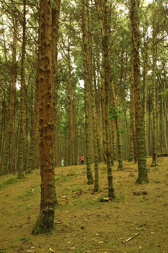 Pine tree forest, Kodaikanal