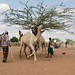 Camel and tall Somali men