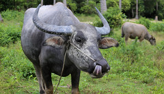 Water buffalo sticking his tongue out to clean its nose