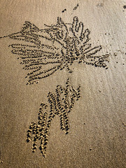 Ghost Crab sand art
