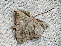 Leaf On The Sidewalk.