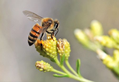 Honey bee by Monkeystyle3000, on Flickr