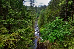 South Fork Snoqualmie River Flow Through a Forested Valley (Olallie State Park)