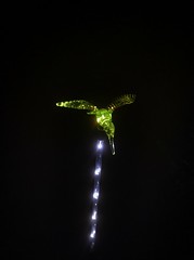 Glowing Birdie