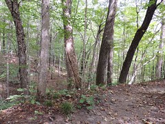 Brant Tract Trails