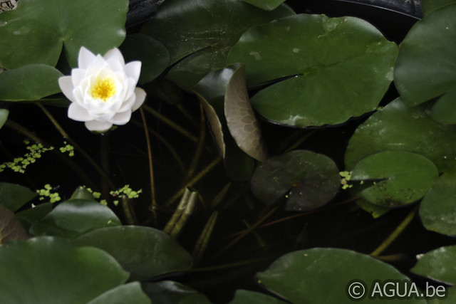 Siam Jasmine