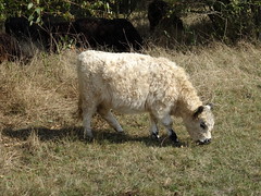 Anglų lietuvių žodynas. Žodis maned sheep reiškia maned avių lietuviškai.