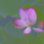 lotus_DSC9321a