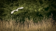 Barn Owl Hunting