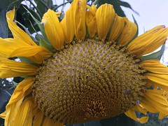 Anglų lietuvių žodynas. Žodis giant sunflower reiškia milžinišką saulėgrąžų lietuviškai.