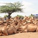 Camels for sale