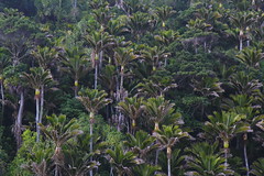 Nikau and northern rata forest