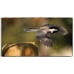 Chickadee in flight. #photography #photooftheday #photoadaychallenge #canon7d #sigma150600 #bird #nature #chickadee #opcmag #project365 #yyc #calgary