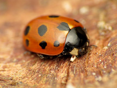 Eleven-spotted Ladybird