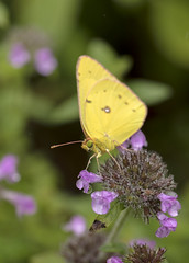 Anglų lietuvių žodynas. Žodis sulphur butterfly reiškia sieros drugelis lietuviškai.