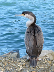 Spotted Shag in Otago Harbour