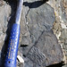 Nevadella sp. (fossil trilobite) (Poleta Formation, Lower Cambrian; Indian Springs Canyon, Montezuma Range, Nevada, USA)