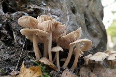 crop of fungi