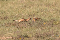 Black-footed Ferret takes on a Prairie Dog