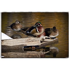 Wood Ducks. #photography #photooftheday #photoadaychallenge #canon7d #sigma150600 #woodduck #nature #opcmag #project365 #yyc #calgary #bird #birdsofinstagram #ducks