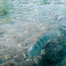 Big Fish Up Close • <a style="font-size:0.8em;" href="http://www.flickr.com/photos/26088968@N02/43888895890/" target="_blank">View on Flickr</a>