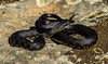 dice snake (melanistic form) - Ropotamo NR, Bulgaria