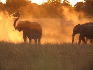 Zimbabwe Luxury Photo Safari 1