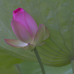 lotus_DSC3568-2a