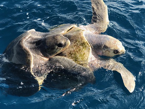 Olive Ridley Sea Turtles
