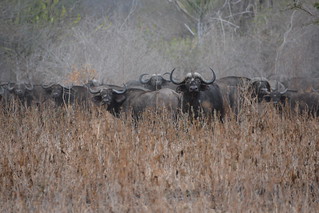 Mozambique Hunting Safari 24