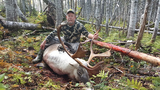 Newfoundland Caribou Hunt, Moose, Bear Hunting  8