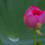 lotus_DSC9121aa
