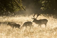 Red deers in Dyrehaven