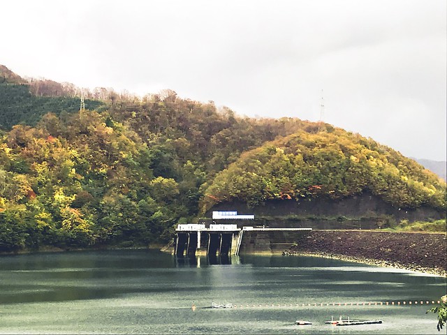 福井県九頭龍ダムの紅葉ですひるがのから近...
