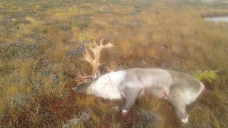 Newfoundland Caribou Hunt, Moose, Bear Hunting 30