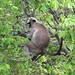 Grey Langur Monkey