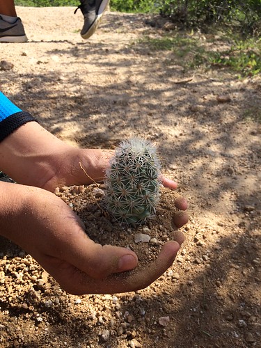 The viejito cactus, among others, is protected by law. We transplant them away from the trails_