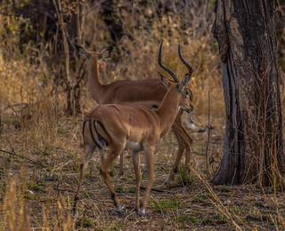 Mozambique Hunting Safari 41