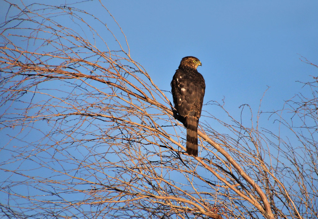 Cooper's Hawk