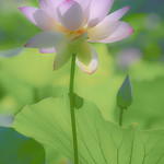 lotus_DSC_0178a