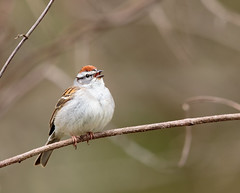 Anglų lietuvių žodynas. Žodis chipping sparrow reiškia skaldos žvirblis lietuviškai.