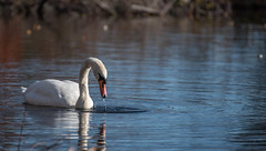 Swan at Horn Pond, Woburn, MA