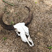 A cow skull - Original image from Carol M. Highsmith’s America, Library of Congress collection. Digitally enhanced by rawpixel.