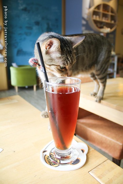 貓旅行咖啡輕食館 沉浸在貓海之中~多隻貓咪陪伴用餐好幸福！【台中美食】 @J&amp;A的旅行