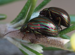 PA100033 Rosemary leaf beetle